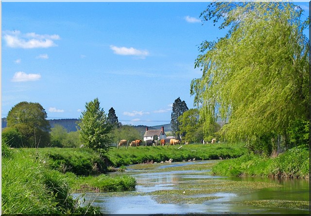 River Onny in Shropshire with a field of cows