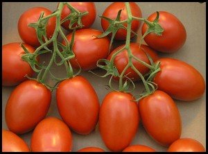 Roma Plum Tomatoes