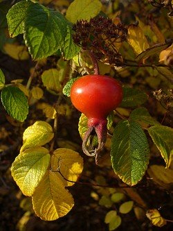 rosa rugosa rose hip