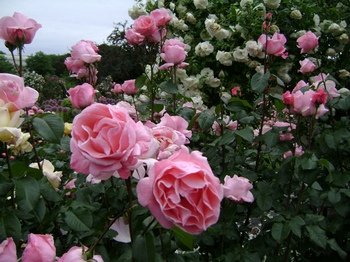 mixed rose bed