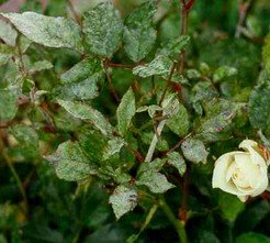 rose mildew on the upper side of the rose leaves
