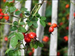 rosehips still left on the rose bush