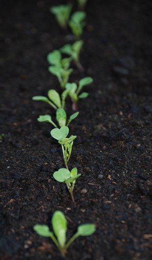 Radish seedlings