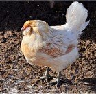 Natural Home Remedies for Sick Chickens