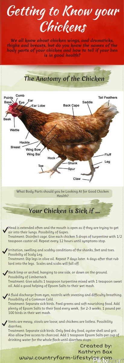 Infographic for quick treatments for sick chickens.