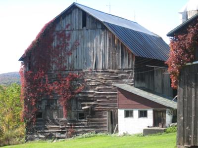 Potter Barn