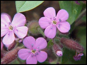 Soapwort