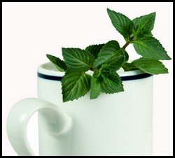 Spearmint herbal tea