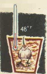 A pot, a bulb and a thermometer.