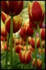 Spring Bulbs thumbnail