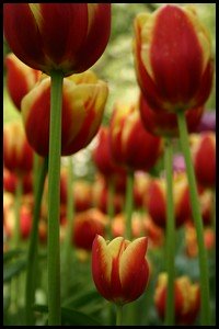 A field of spring tulips.