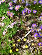 A collection of spring flowers.