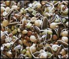 Sprouting seeds thumbnail