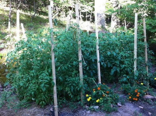 An example of staking tomato plants