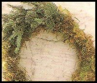 pine sprigs for making a Christmas Wreath