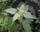 Stinging nettles thumbnail