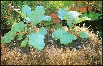 vegetables growing in straw bales