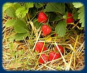 Growing Strawberries