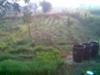 dawn kitchen garden