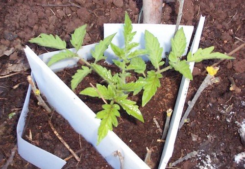 Transplanting tomato plants.