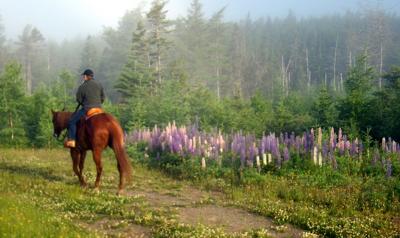 Lupins on the Trail