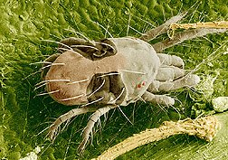 Two-Spotted Spider Mite