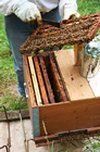Urban beekeeping thumbnail