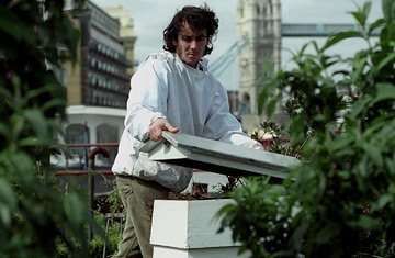 urban beekeeping in London inspecting a bee hive