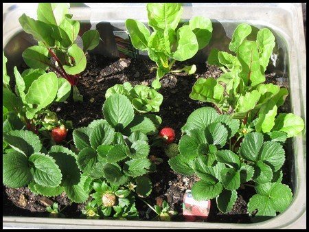 container vegetable gadening growing vegetables in a sink