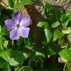 vinca major