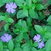 Vinca minor