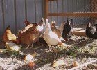 Feeding chickens thumbnail
