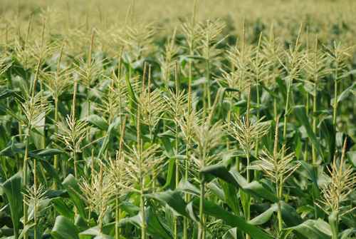 a field of corn growing on a farm