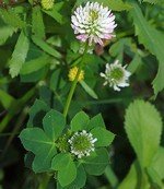 white clover