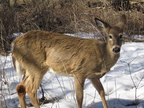 white tail deer during deer hunting season