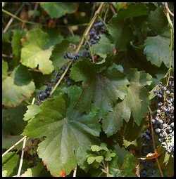 wild black grapes