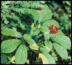 wild ginseng