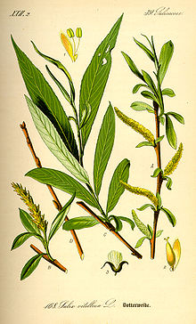 willow bark for asprin