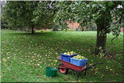 Fallen apples in an apple orchard