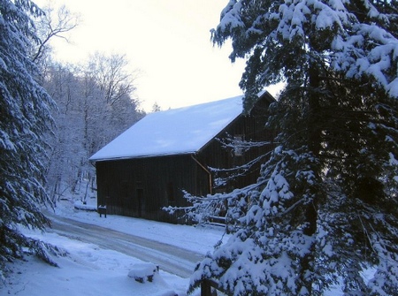 snow on fir trees and a barn in a winter garden