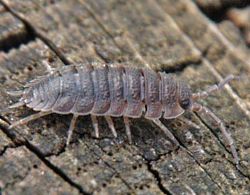 garden pests woodlice