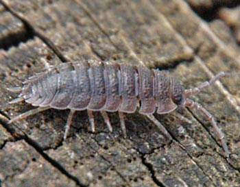 garden pests woodlice