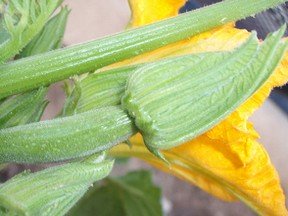 zuchinni flowers